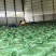 【大厂发货】甜象草实力供货质量保证不参土干净