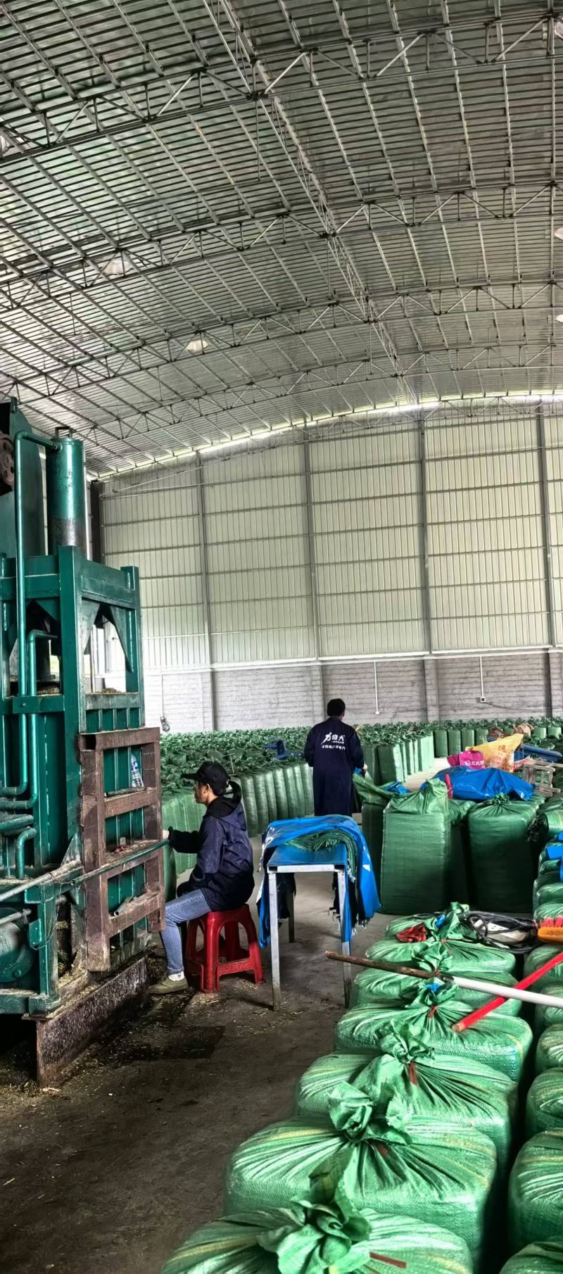 【大厂发货】甜象草实力供货质量保证不参土干净