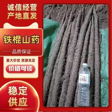 河北铁棍山药大量供货量大价低条形好口感正