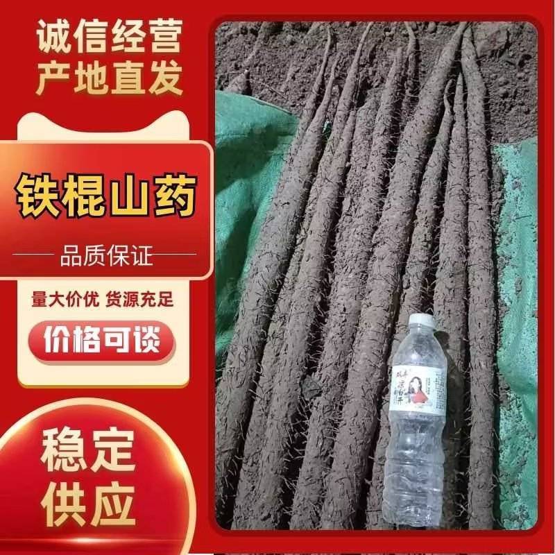 河北铁棍山药大量供货量大价低条形好口感正