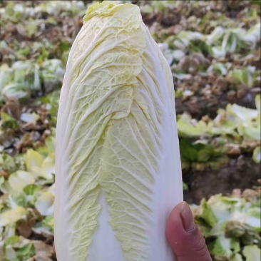 娃娃菜产地直发量大保质保量供货