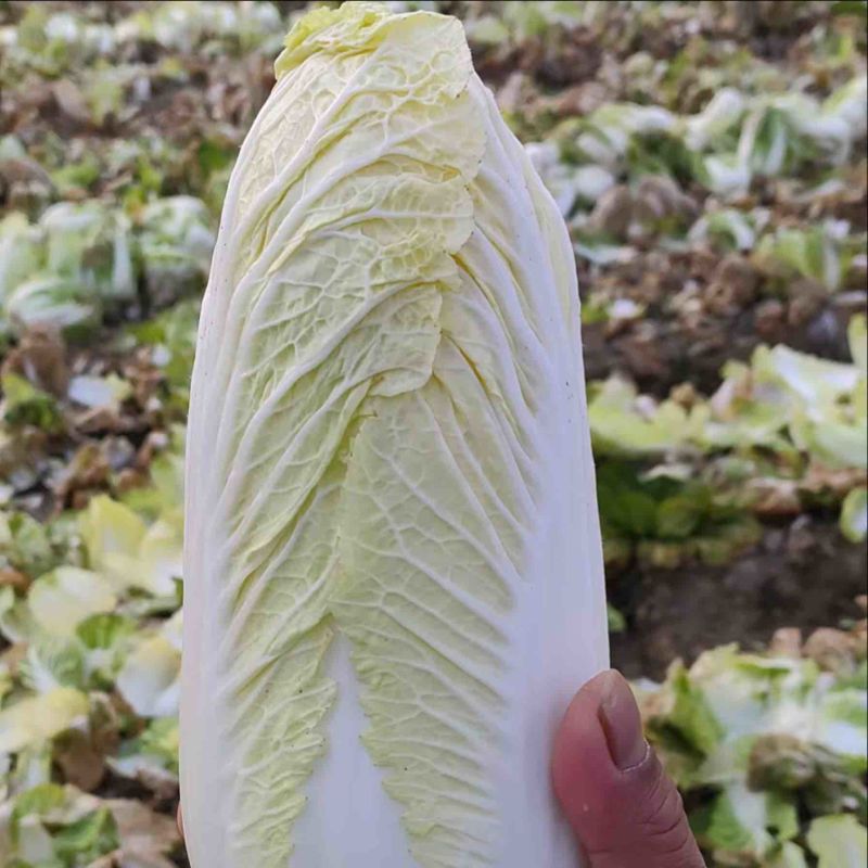 娃娃菜产地直发量大保质保量供货