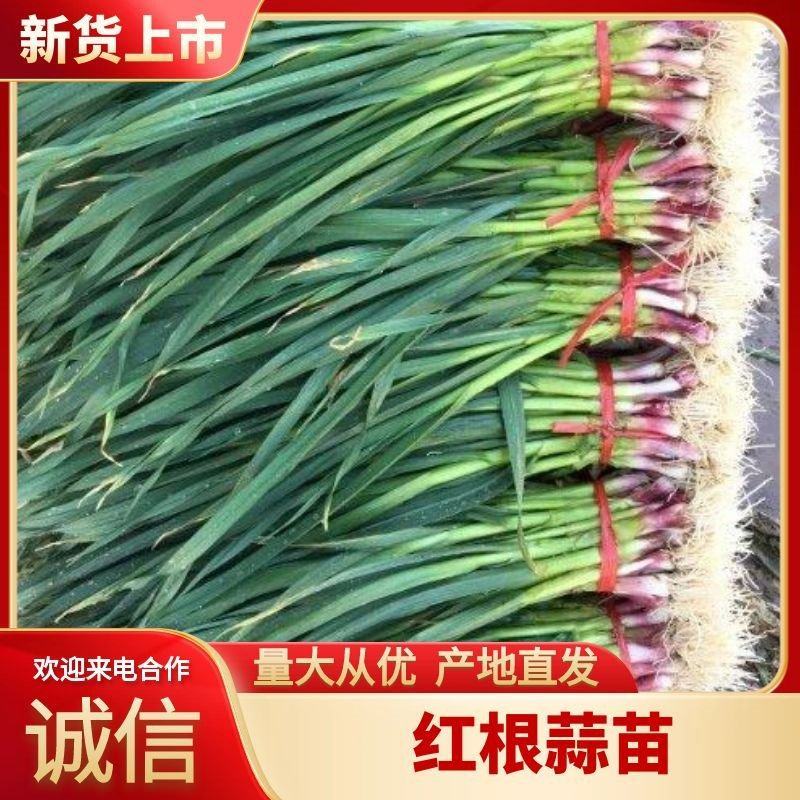 【红根蒜苗】一手资源产地直发诚信经营为本