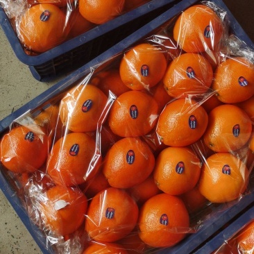 纽荷尔脐橙，大量上市，电商货市场货外贸包装一条龙