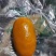 天然牛黄