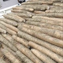 山药九斤黄山药产地直发货量充足