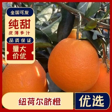 【脐橙】纽荷尔脐橙大量上市一手货源诚信经营实力代办