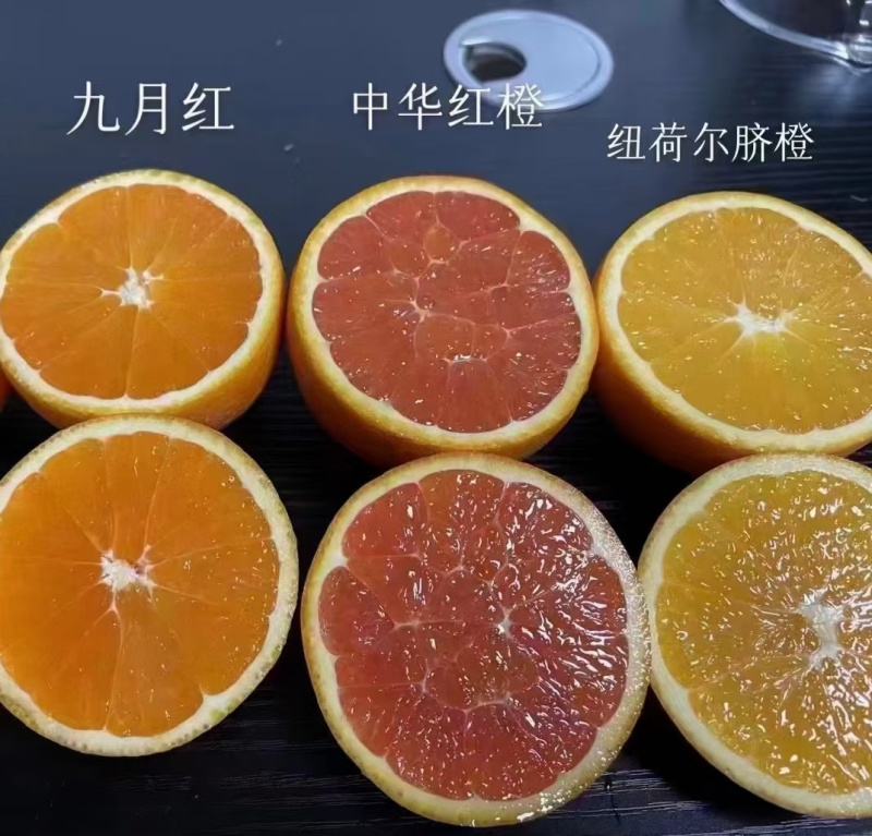 【脐橙】纽荷尔脐橙大量上市一手货源诚信经营实力代办