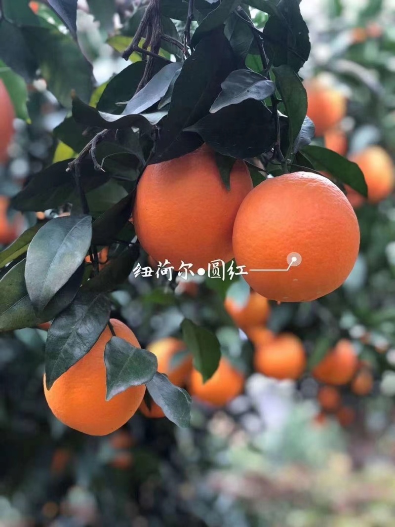 【脐橙】纽荷尔脐橙大量上市一手货源诚信经营实力代办