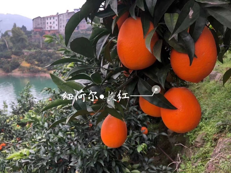 【脐橙】纽荷尔脐橙大量上市一手货源诚信经营实力代办