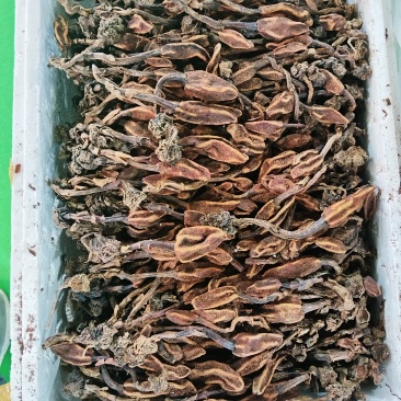 回春草，