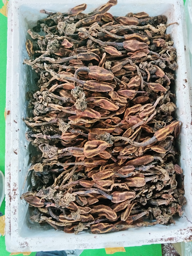 回春草，