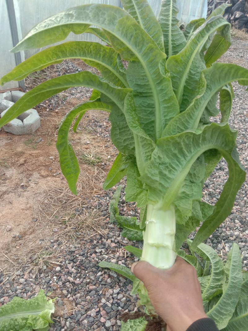 尖叶莴笋千亩棚内莴苣，质量好价格有优势。