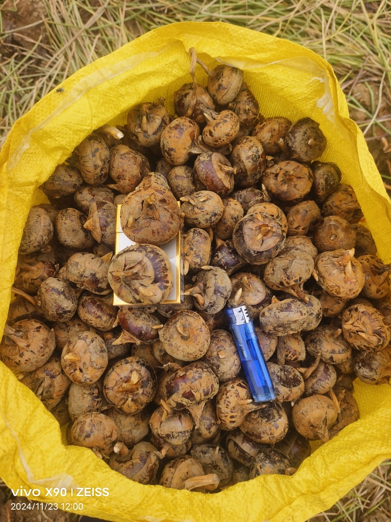 广西贺州马蹄，个头大，味道甜，化渣，产地一手货源，可以代