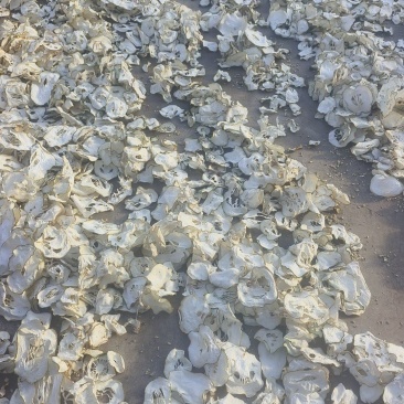香橼片
