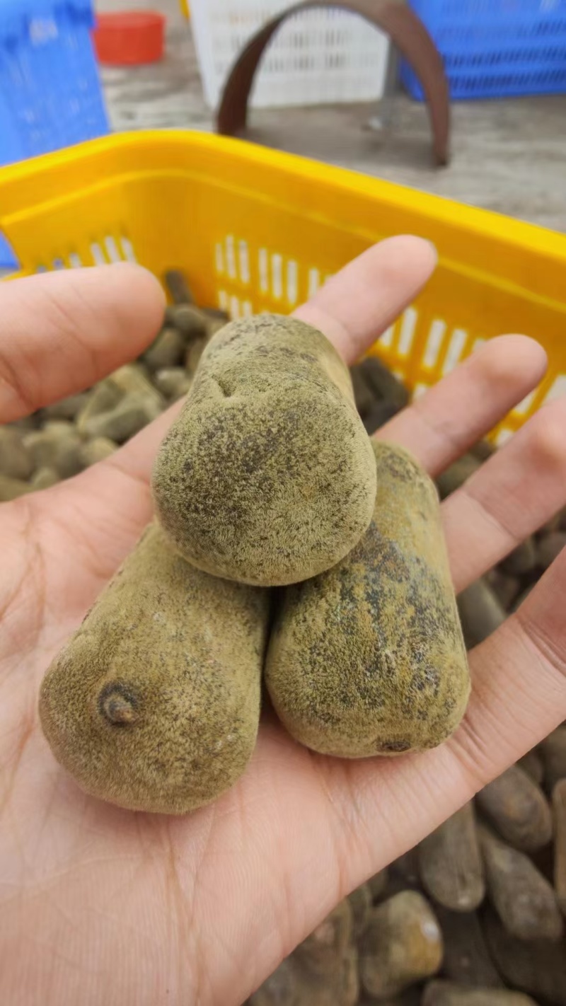 正宗化橘红压果条，2.5，2.8规格，一应俱全！