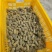 正宗化橘红压果条，2.5，2.8规格，一应俱全！