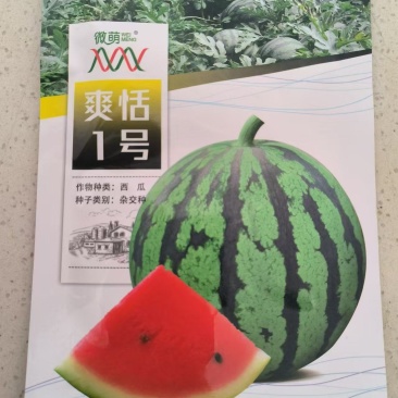 微盟爽恬1号