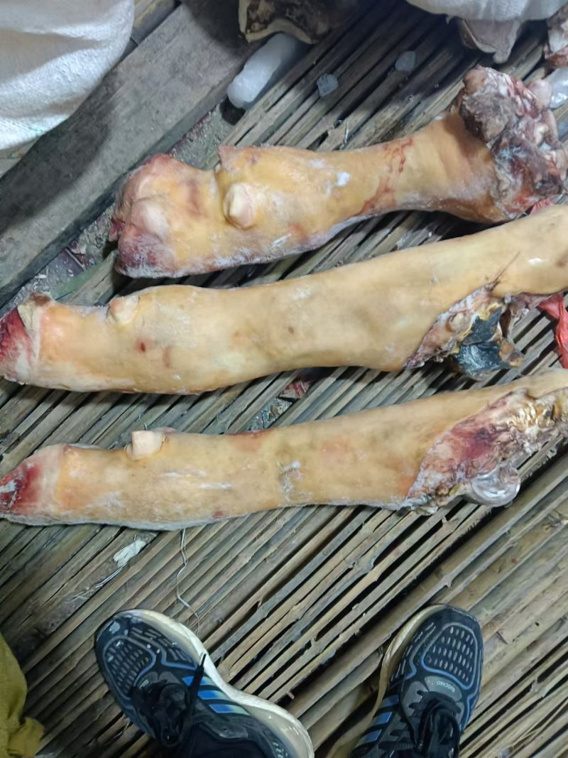 牛蹄，牛脚，纯火烧毛牛蹄