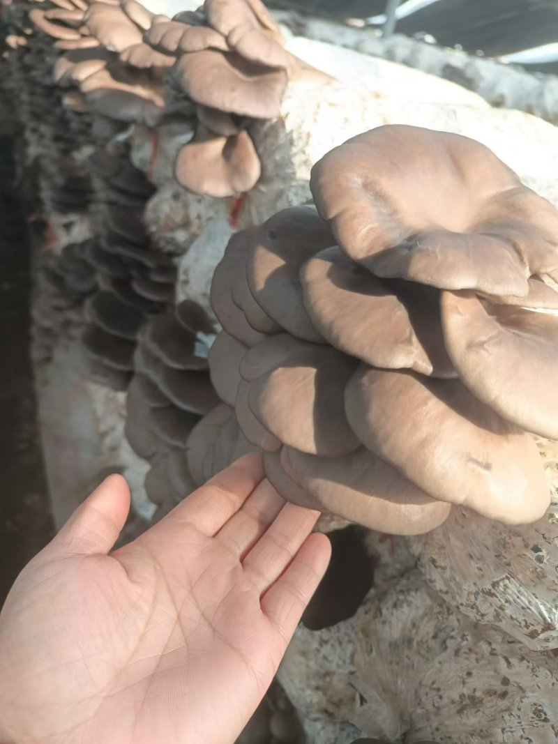 精选平菇鲜平菇对接市场商超量大价优欢迎选购保质保量