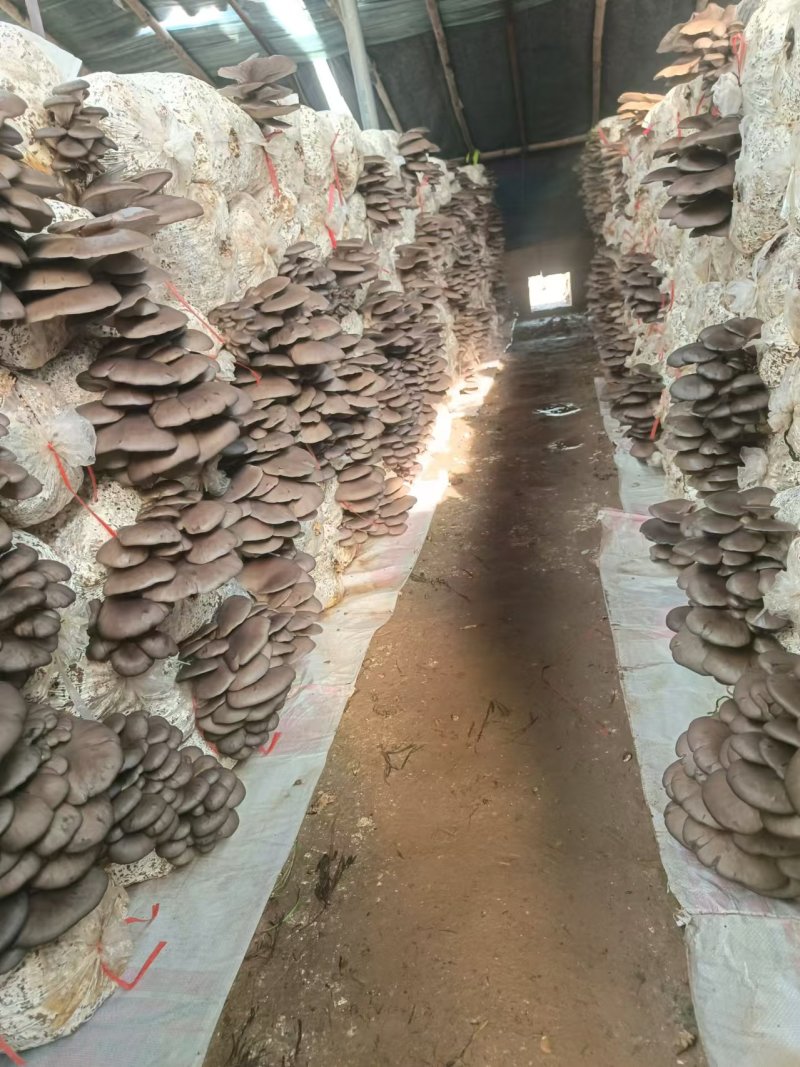 精选平菇鲜平菇对接市场商超量大价优欢迎选购保质保量
