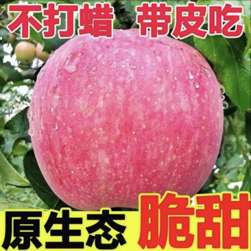 【果园采摘】甘肃红富士苹果产地直供现货批发纸袋红富士