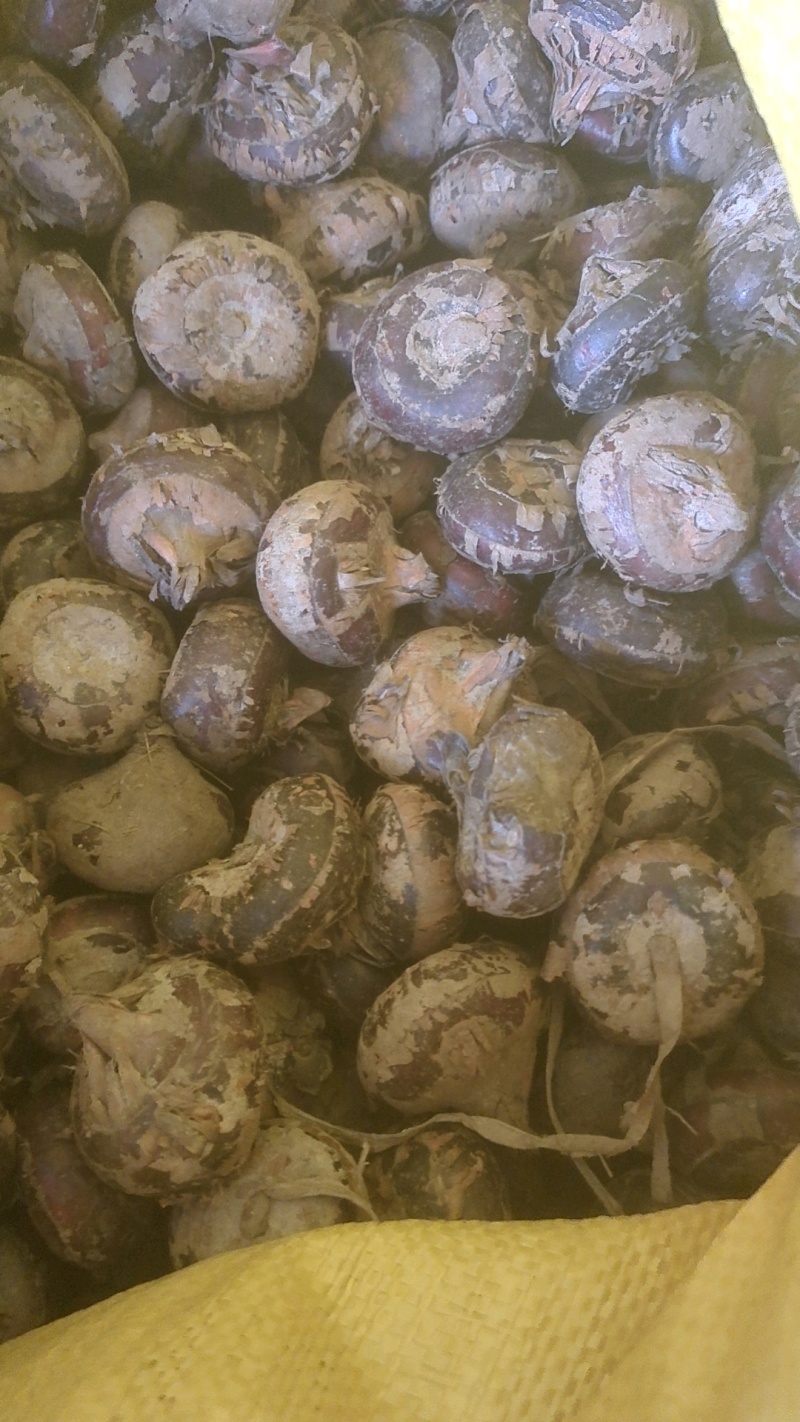 带泥干荸荠-电商货【珍珠马蹄】对接电商商超档口