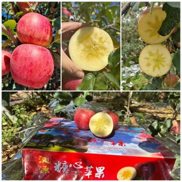 四川汉源冰糖心苹果产地直供，供超市电商批发市场