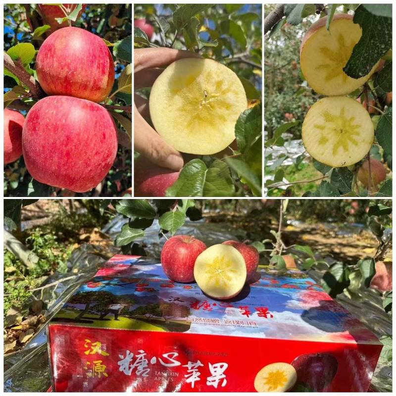 四川汉源冰糖心苹果产地直供，供超市电商批发市场