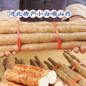 【实力供应】小白嘴山药，軟糯香甜，货源充足