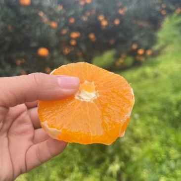 【爆】湖北九月红脐橙🍊供应市场电商~价格便宜～