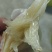 恭城沙田柚