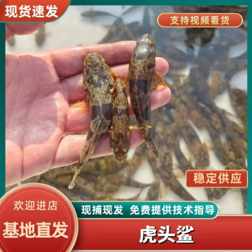 虎头鲨苗趴地虎呆子鱼易成活易养殖基地直发