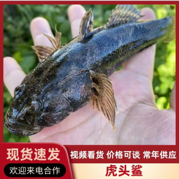 爬地虎呆子鱼苗虎头鲨基地直供可实地考察合