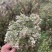 甘肃岷县原产地优质当归种籽