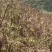 甘肃岷县原产地优质当归种籽