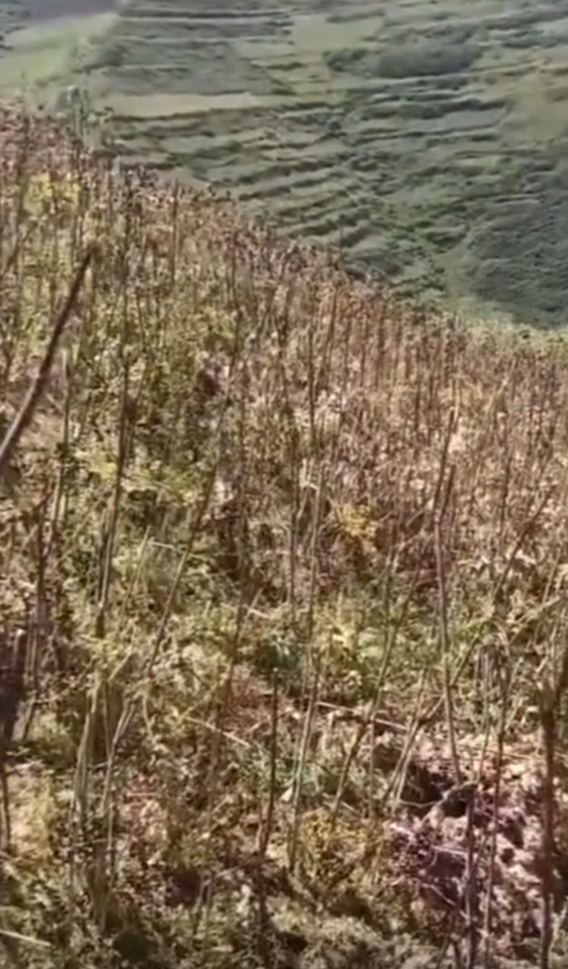 甘肃岷县原产地优质当归种籽
