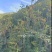 甘肃岷县原产地优质当归种籽