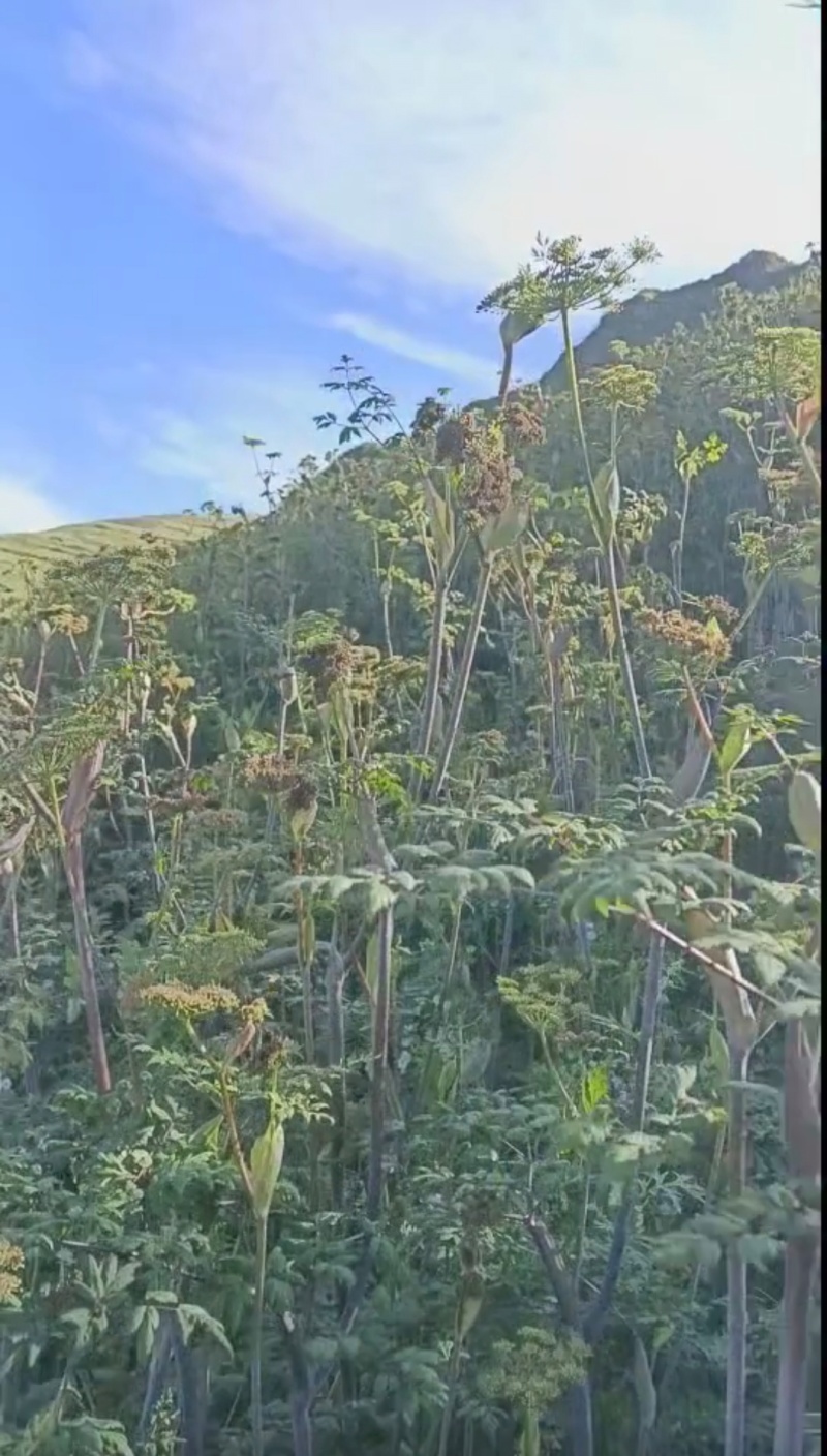 甘肃岷县原产地优质当归种籽
