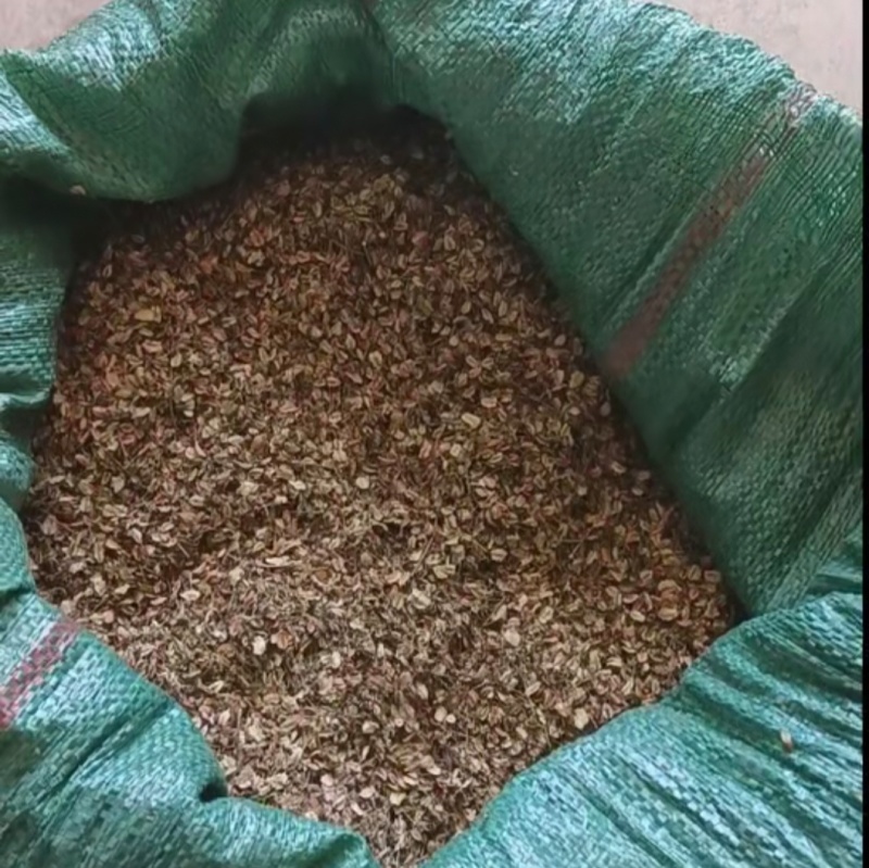 甘肃岷县原产地优质当归种籽