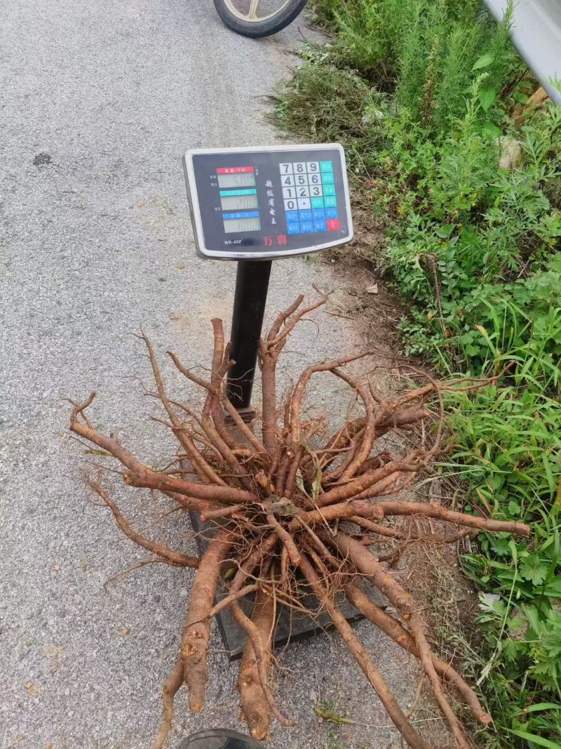 鲜赤芍对接全国量大从优可视频看货欢迎选购