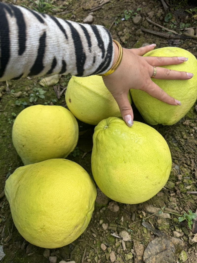 【牛商推荐】精品江永香柚产地直发价格美丽欢迎选购