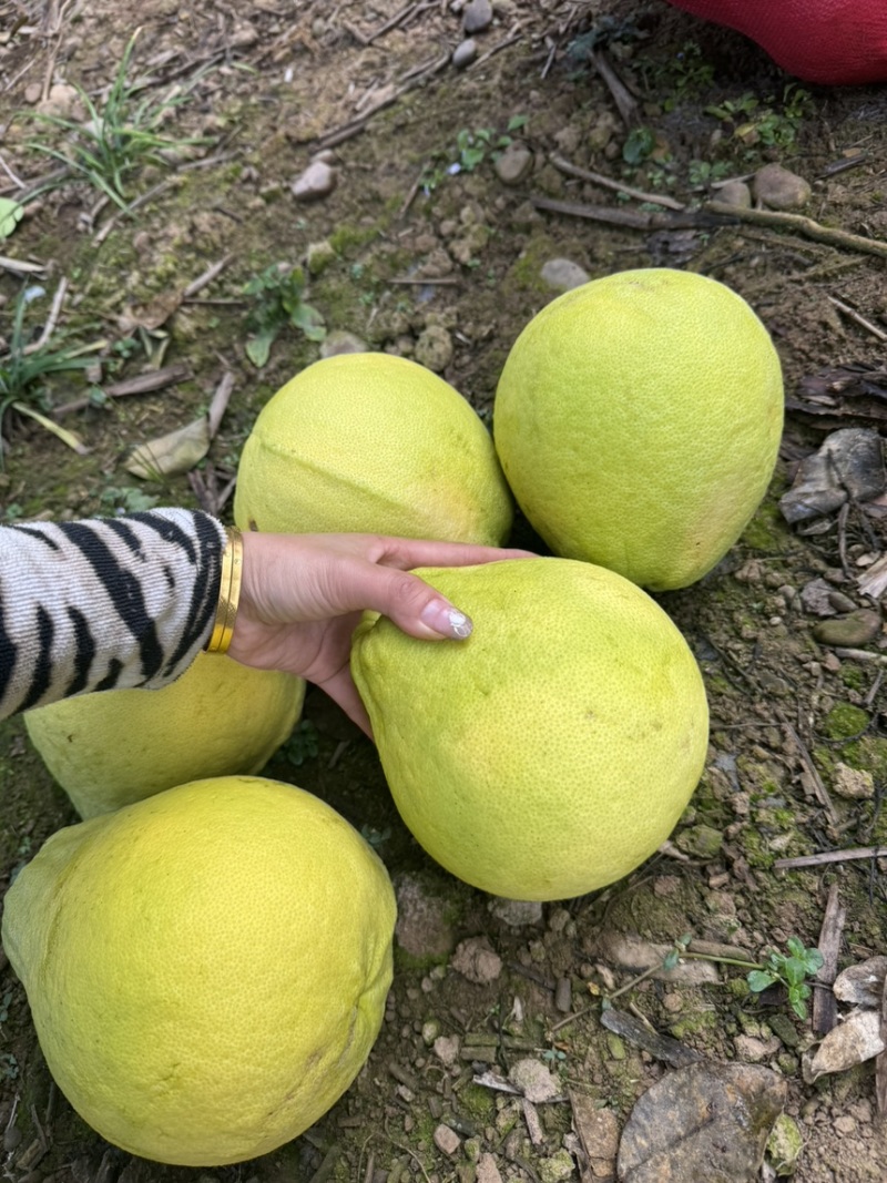 【牛商推荐】精品江永香柚产地直发价格美丽欢迎选购