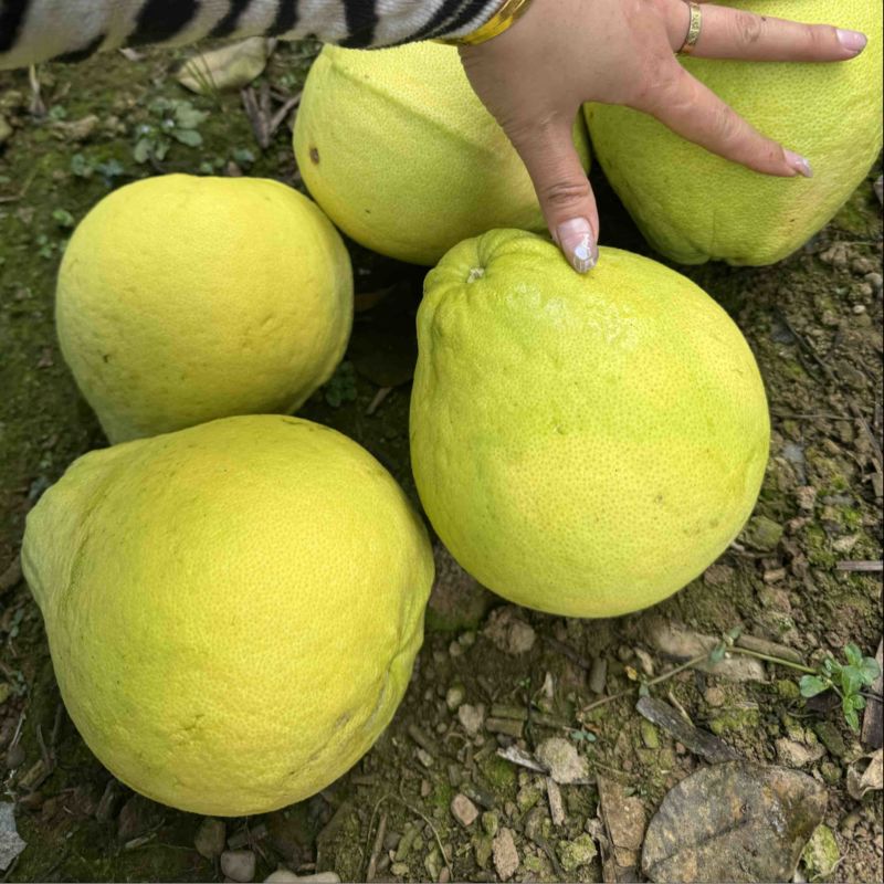 【牛商推荐】精品江永香柚产地直发价格美丽欢迎选购