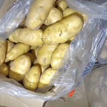 山东精品荷兰土豆，大量有货，对应全国电商大型超市