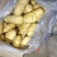 山东精品荷兰土豆，大量有货，对应全国电商大型超市