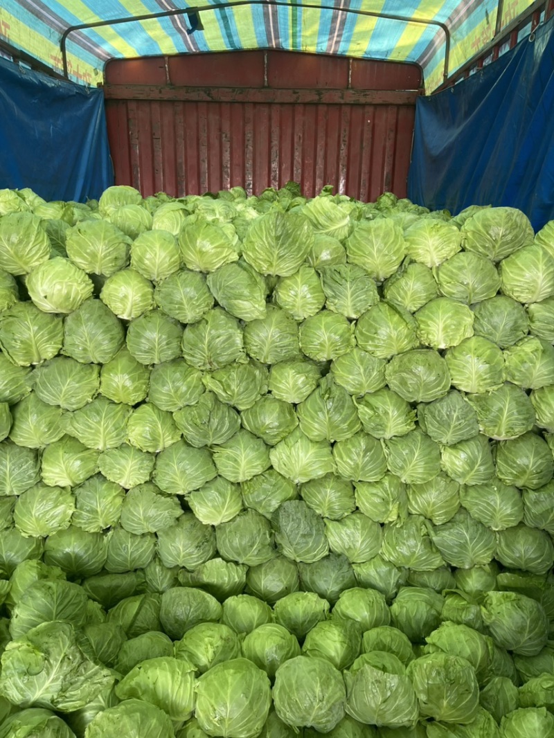 大量供应甘蓝大棚种植，卖向好