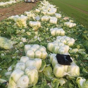 黄心白菜开始上市，菜品好，净菜，价格优