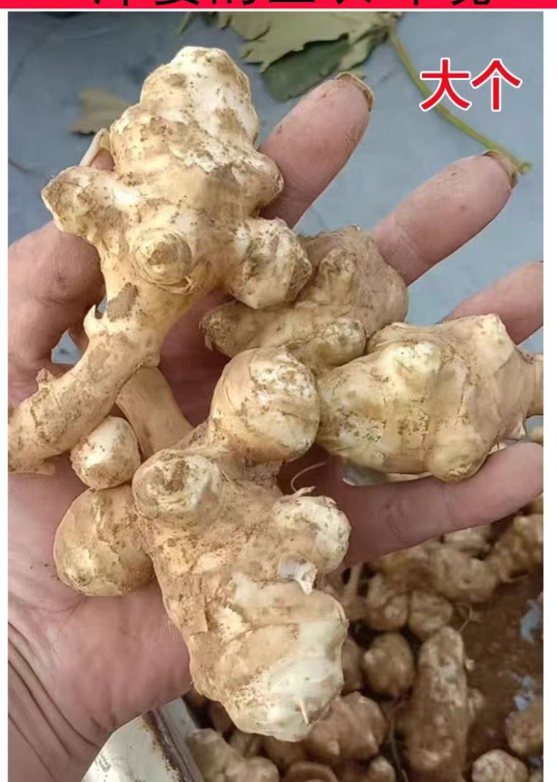 白！白！红红洋姜菊芋！这么好的东西没人要了！