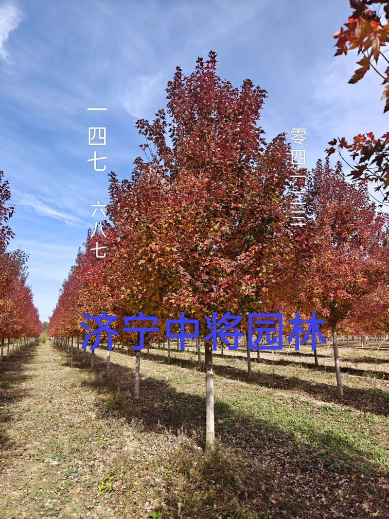 法桐